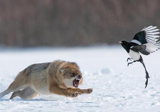 爱华外汇官网：你需要通过好的交易策略像捕